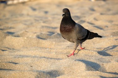 Kaya güvercini yiyecek aramak için sahilde yürüyor.