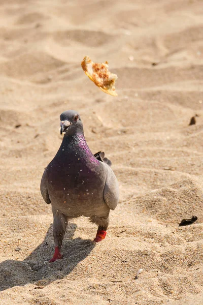 岩鳩はポンパノビーチの空気中で食べ物を反転します — ストック写真