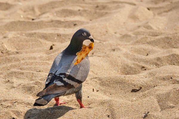 Rock Pigeon Eyes Closed Swinging Food Tear Piece Pompano Beach — Stock Photo, Image