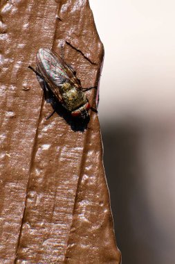 Küme sineği, sabah güneşinde kahverengi bir çit direğinde güneşleniyor.