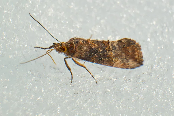 stock image Brown moth on top of the snow