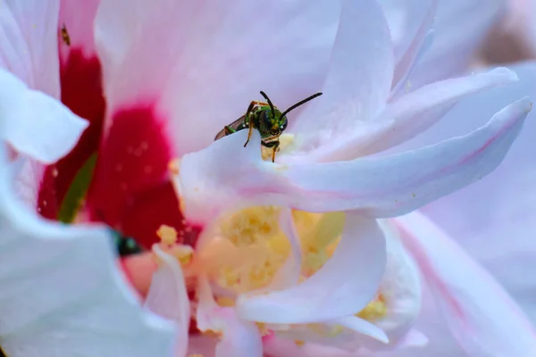Pure Green Sweat Bee Sai Uma Flor Rosa — Fotografia de Stock