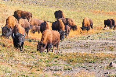 Bir bizon sürüsü Yellowstone Ulusal Parkı 'nda yol kenarında otluyor