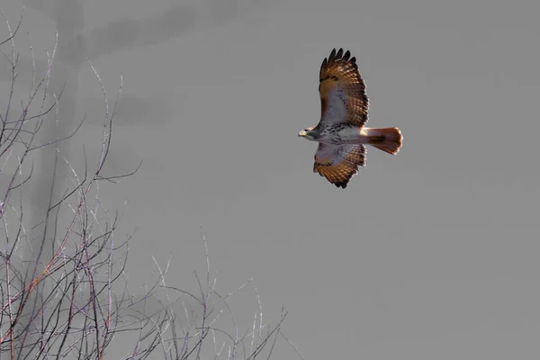 食べ物を求めて灰色の背景を背景に赤い尾の鷹が舞い上がる — ストック写真