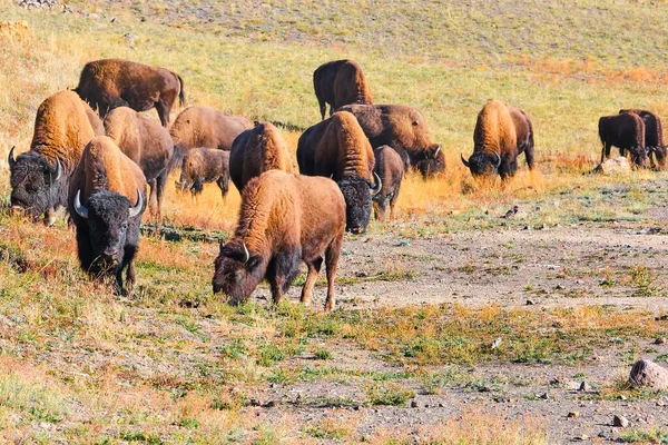 Una Manada Bisontes Roza Carretera Parque Nacional Yellowstone Una Tarde —  Fotos de Stock