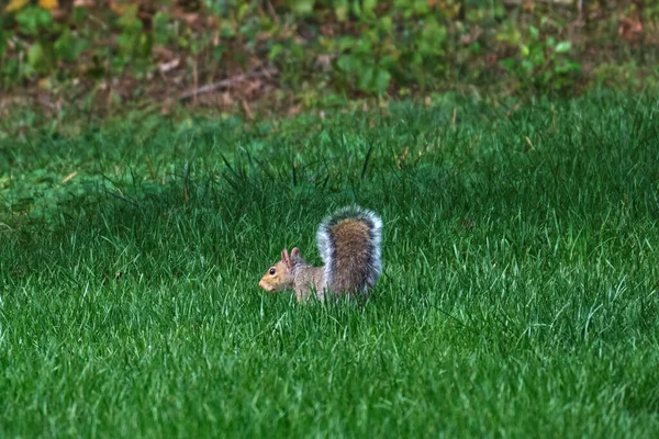 Eastern Gray Squirrel Search Food Early Autumn — Stock Photo, Image