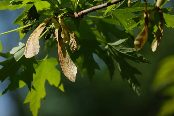 Ohio Maple Tree Setzlinge Morgendlichen Frühlingssonnenlicht — Stockfoto