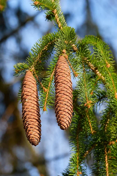 stock image A pair of spruce cones on a clear winter's day