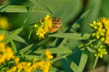 Bal arısı tozlaşan sarı altın sarısı çiçekler