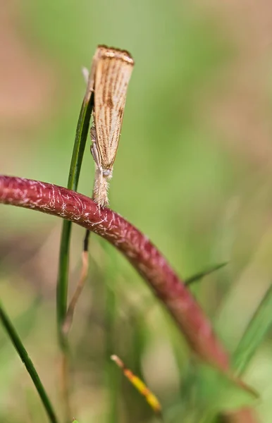 Grass Veneer Moth Sits Top Dandelion Stem Blend Background — Stock Photo, Image