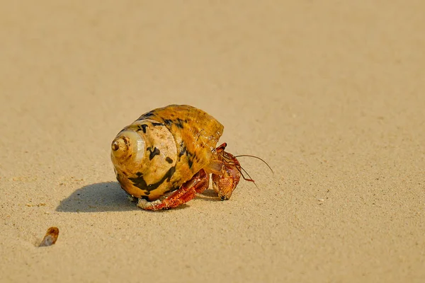 Ein Einsiedlerkrebs Krabbelt Einem Sonnigen Nachmittag Auf Den Bahamas Strand — Stockfoto