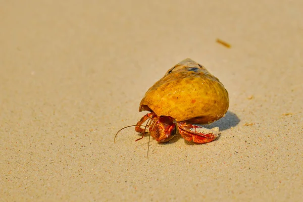 Ein Einsiedlerkrebs Krabbelt Einem Sonnigen Nachmittag Auf Den Bahamas Strand — Stockfoto