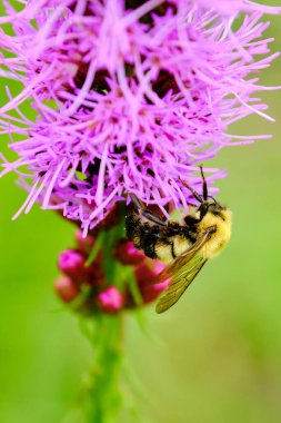Yarı siyah yaban arısı Ohio 'da bir öğleden sonra yoğun bir yıldızın tozunu alıyor.