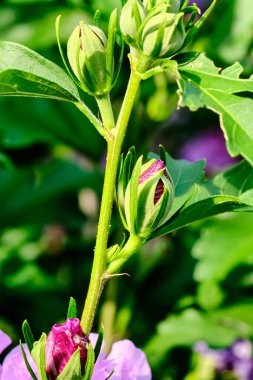 Hibiscus çiçeği açmaya hazır.