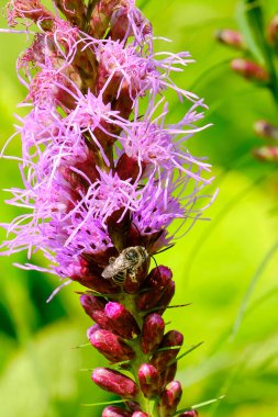 Madenci arı güneşli bir öğleden sonra parlak bir yıldız çiçeğini tozlaştırır.