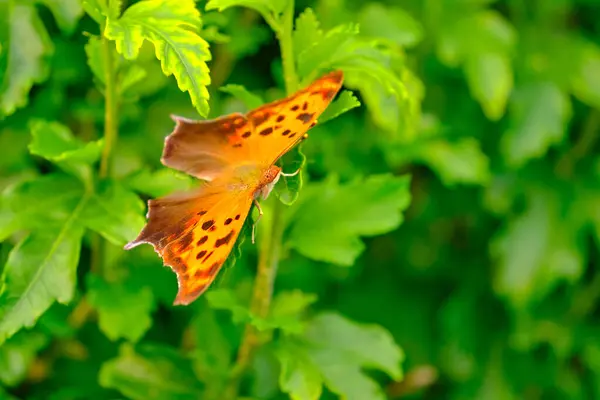 Fragezeichen Schmetterling Breitet Seine Flügel Auf Einem Hibiskusblatt Aus — Stockfoto