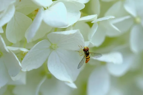 A hover fly on a white mophead hydrangea