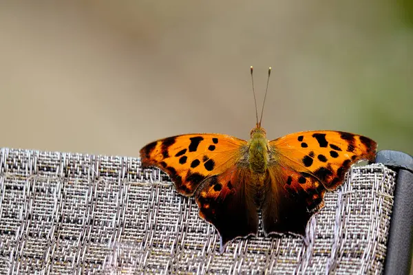 Question Mark Butterfly Rests Top Patio Chair — Stock Photo, Image