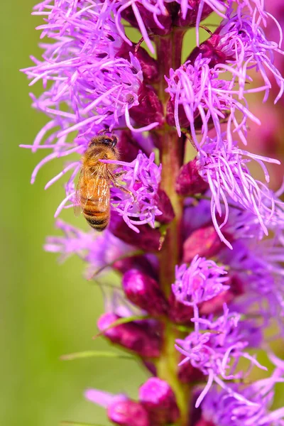 Honey pollinates a dense blazing star