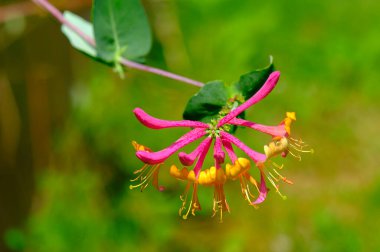 Mercan hanımeli çok güzel renkler sergiler
