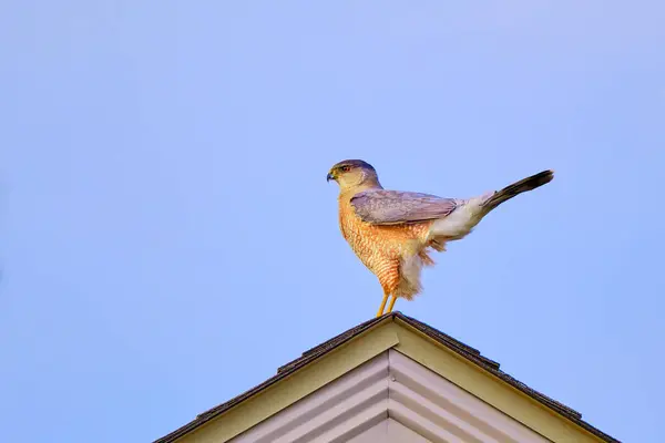 Sharp-shinned hawk perched on the peak of a house searching for food during an Ohio winter