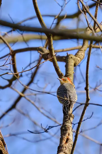 Red-bellied woodpecker climbs a tree branch on a clear winter day