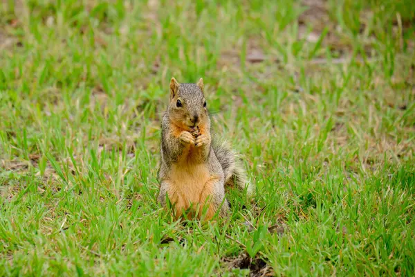 A fox squirrel finds a bite to eat
