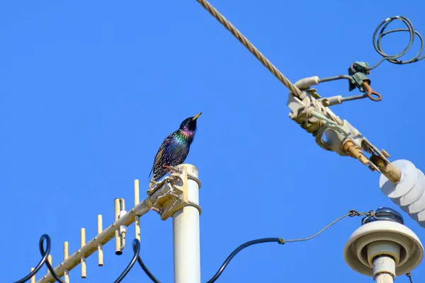 Bilinen sığırcık, açık bir Biloxi sabahında elektrik kulesine tünemiş.