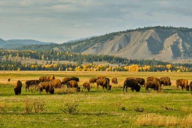 Wyoming 'de bir sonbahar akşamı tarlada otlayan bizon sürüsü.