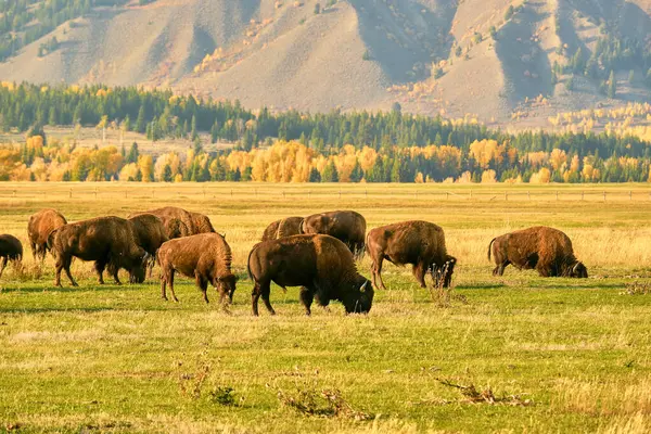 Wyoming 'de bir sonbahar akşamı tarlada otlayan bizon sürüsü.