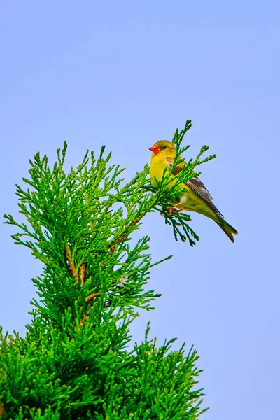 Amerikan ispinozu en tepeye tünedi.