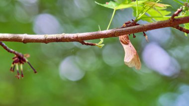 Bahar mevsiminde bir dalda sallanan akçaağaç fidanı.