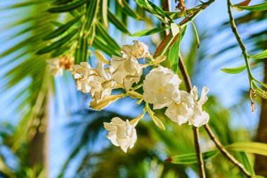 Bahar güneşinde beyaz zakkum çiçekleri