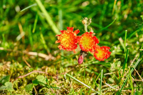 stock image Three open orange hawkweed flowers during a spring evening