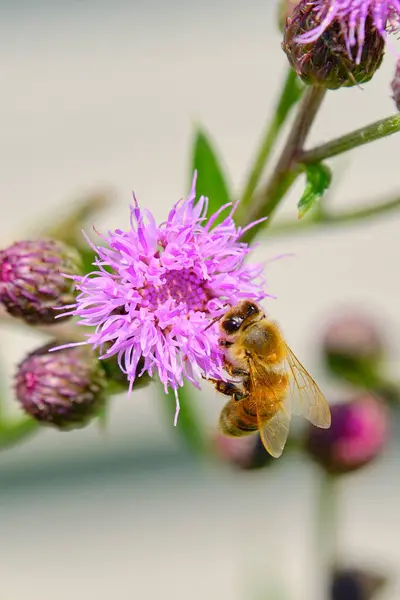 Mor devedikeni çiçeğinin üzerinde bir bal arısı
