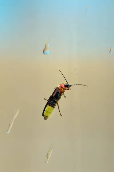 stock image The underside of a firefly on the outside of a window during a rainfall