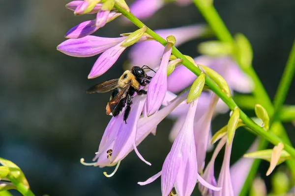 Doğu marangoz arısı ve mor çiçekler