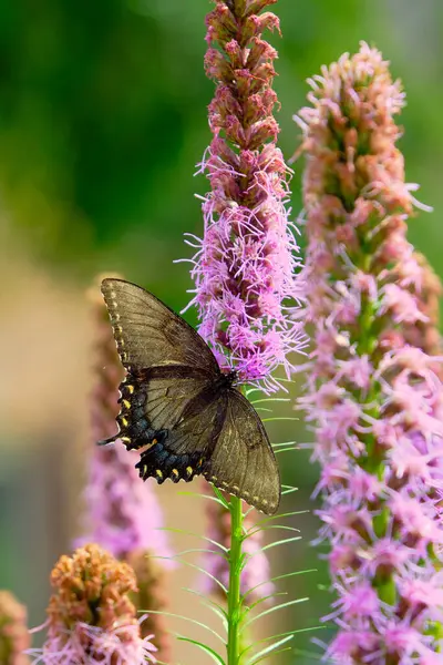 stock image A female eastern tiger swallowtail butterfly and a purple dense blazing star flower