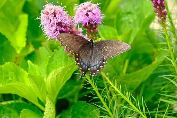 Dişi bir doğu kaplanı, kırlangıç kelebeği ve mor, parlak bir yıldız çiçeği.