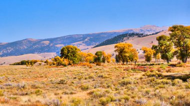 Grand Teton Ulusal Parkı 'nda sonbahar manzarası