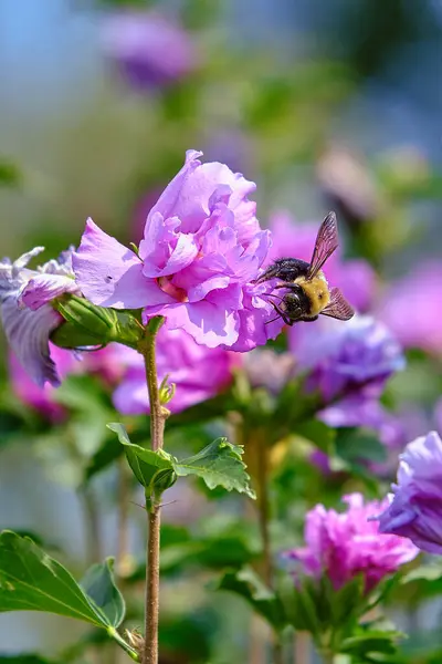 Doğu marangoz arısı mor bir amber çiçeğini döllüyor