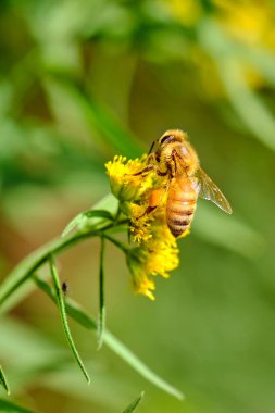 Sarı altın bir çiçekte bal arısı