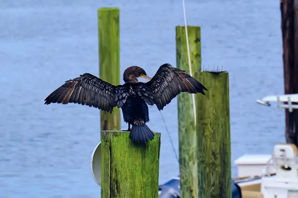 Çift tepeli karabatak kanatlarını kurutuyor.