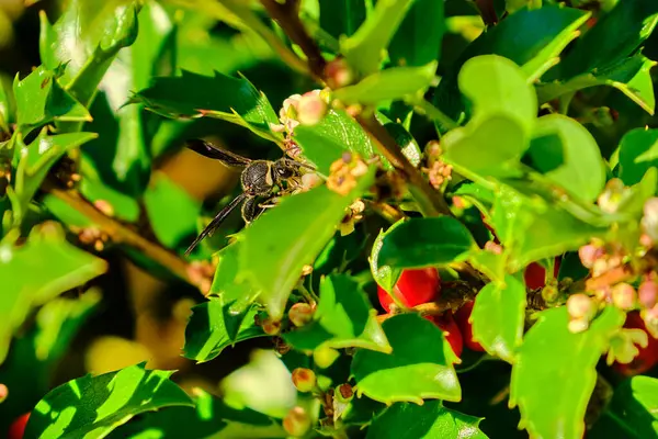 Kutsal çalıların üzerinde kardeş çömlekçi eşek arısı