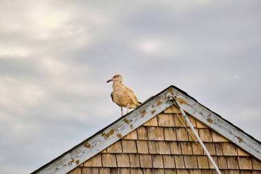 Brown and white immature herring gull surveys the water from the peak of a building clipart