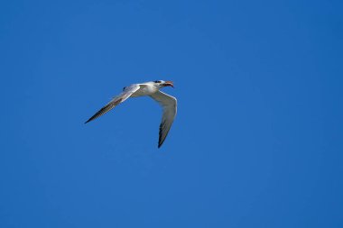 Açık bir günde, kraliyet deniz feneri küçük bir balıkla okyanusu aşar.