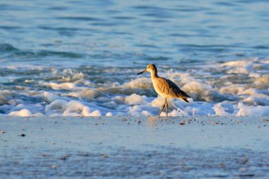 Willet şafak vakti kıyıda yiyecek arıyor.