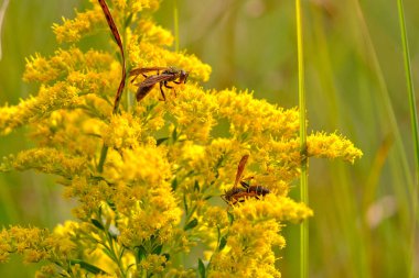 Bir çift kuzey kağıdı eşekarısı sarı altın sarısı çiçekleri döller.