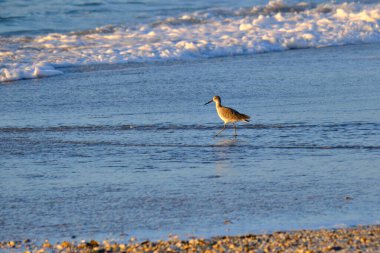Bir Willett yiyecek aramak için suda yürür.