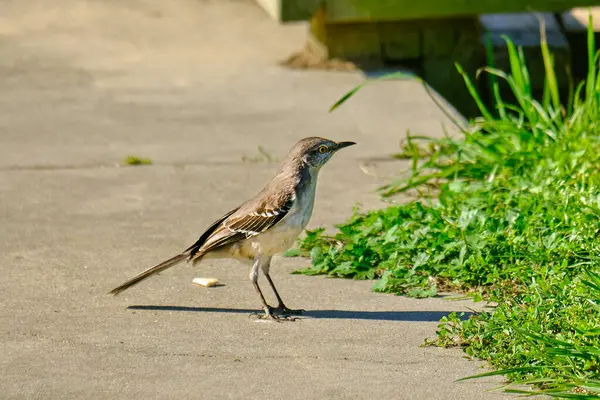 Kuzey alaycı kuşu, Amerika Körfezi kıyısında beton bir yürüyüş yapıyor.